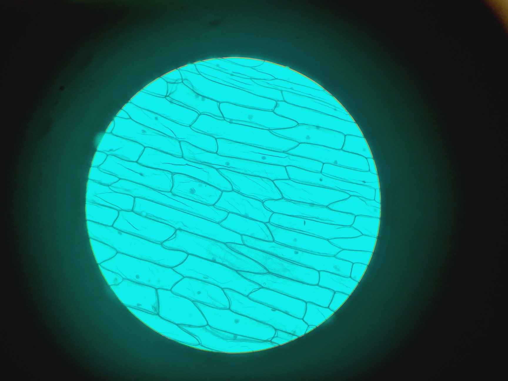 Image of Leitz Wetzlar 786496 Microscope w/ 5 x Objectives Lab