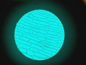 Thumbnail image of Leitz Wetzlar 786496 Microscope w/ 5 x Objectives Lab