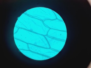 Thumbnail image of Leitz Wetzlar 786496 Microscope w/ 5 x Objectives Lab