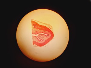 Thumbnail image of Leitz Wetzlar 786496 Microscope w/ 5 x Objectives Lab