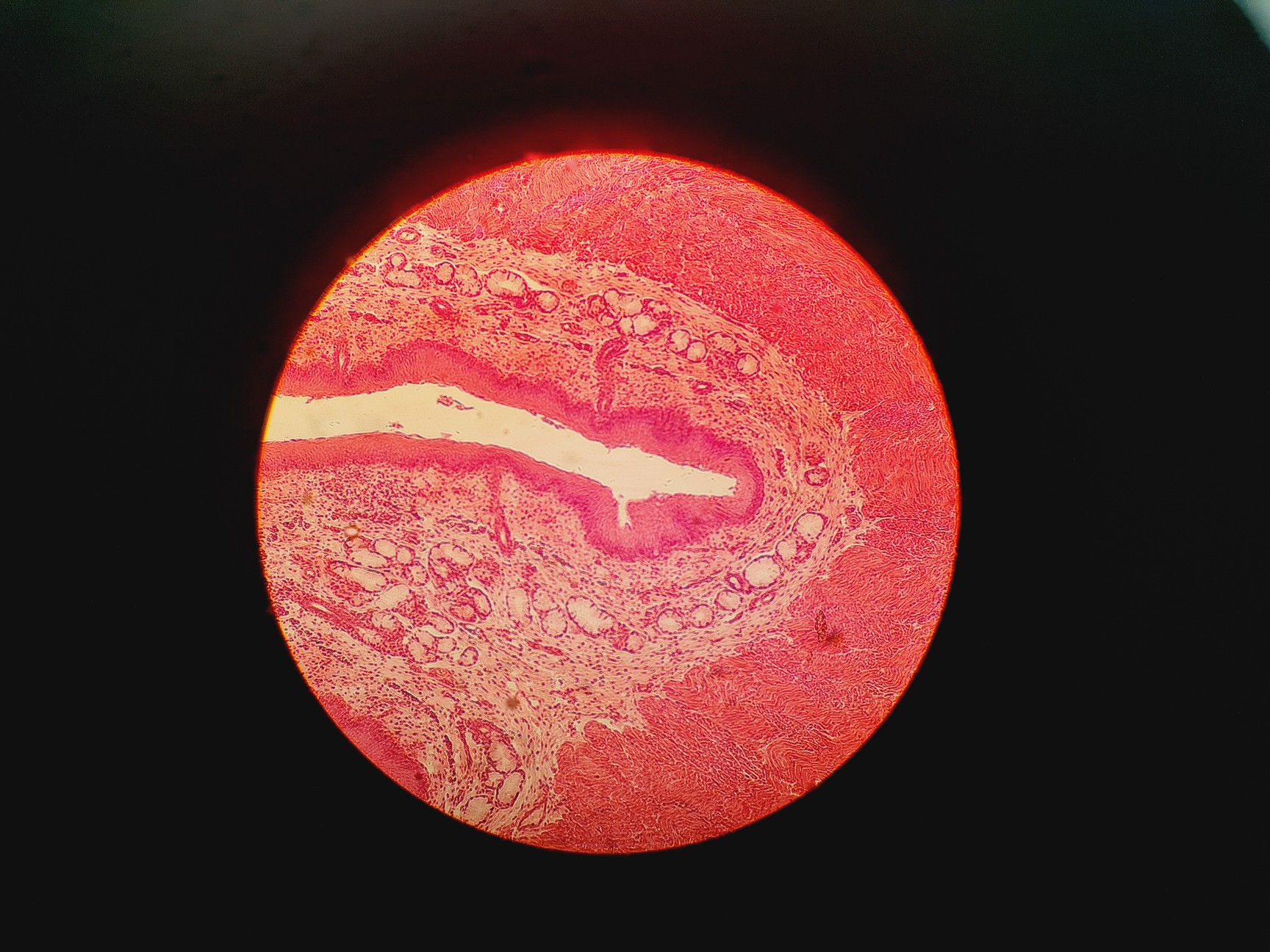 Image of Leitz Wetzlar 786496 Microscope w/ 5 x Objectives Lab