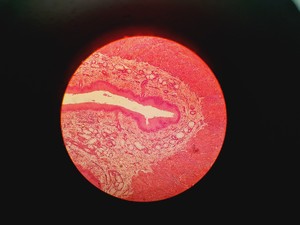 Thumbnail image of Leitz Wetzlar 786496 Microscope w/ 5 x Objectives Lab