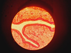 Thumbnail image of Leitz Wetzlar 786496 Microscope w/ 5 x Objectives Lab