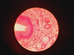 Thumbnail image of Leitz Wetzlar 786496 Microscope w/ 5 x Objectives Lab