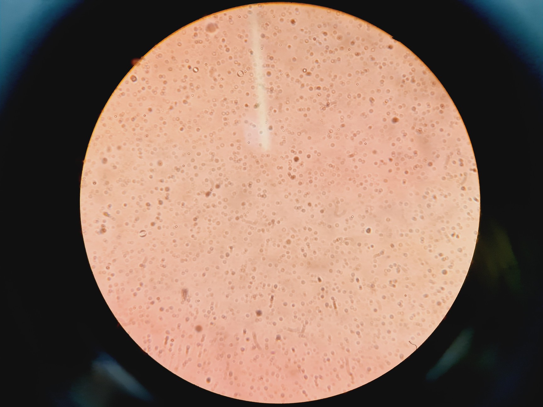 Image of Carl Zeiss Axiovert 200M with 4 x Objectives 