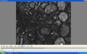 Thumbnail image of Carl Zeiss Axiovert 200M w/ 4 x Objectives 5/10/20/40x Software Lab