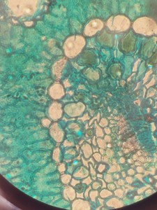 Thumbnail image of Carl Zeiss Axiovert 200M w/ 4 x Objectives 5/10/20/40x Software Lab