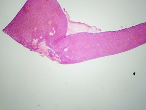 Thumbnail image of VWR BL124A Brightfield Microscope 4 x Optika Objectives 4/10/40/100x Lab