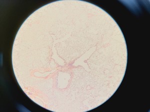 Thumbnail image of Olympus SZX7 Microscope w/ Evolution LC Megapixel Firewire Camera Kit