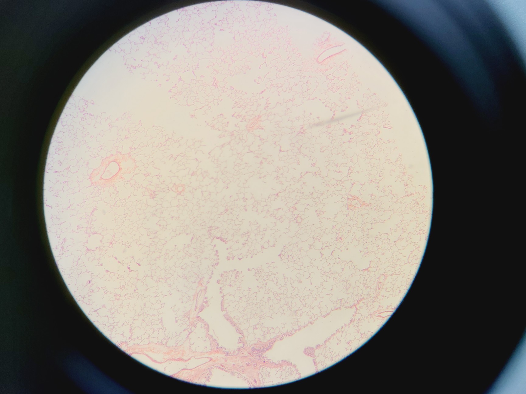 Image of Olympus SZX7 Microscope w/ Evolution LC Megapixel Firewire Camera Kit