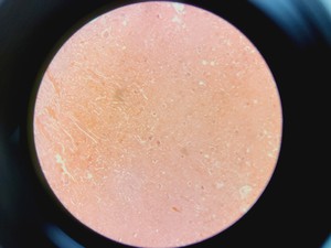 Thumbnail image of Olympus SZX7 Microscope w/ Evolution LC Megapixel Firewire Camera Kit