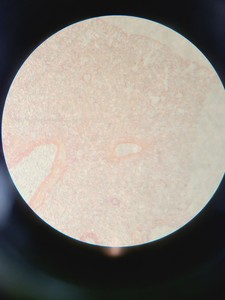Thumbnail image of Motic SMZ-168 Stereo Microscope w/ Spare Incident Illumination Light
