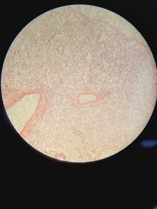 Thumbnail image of Motic SMZ-168 Stereo Microscope w/ Spare Incident Illumination Light