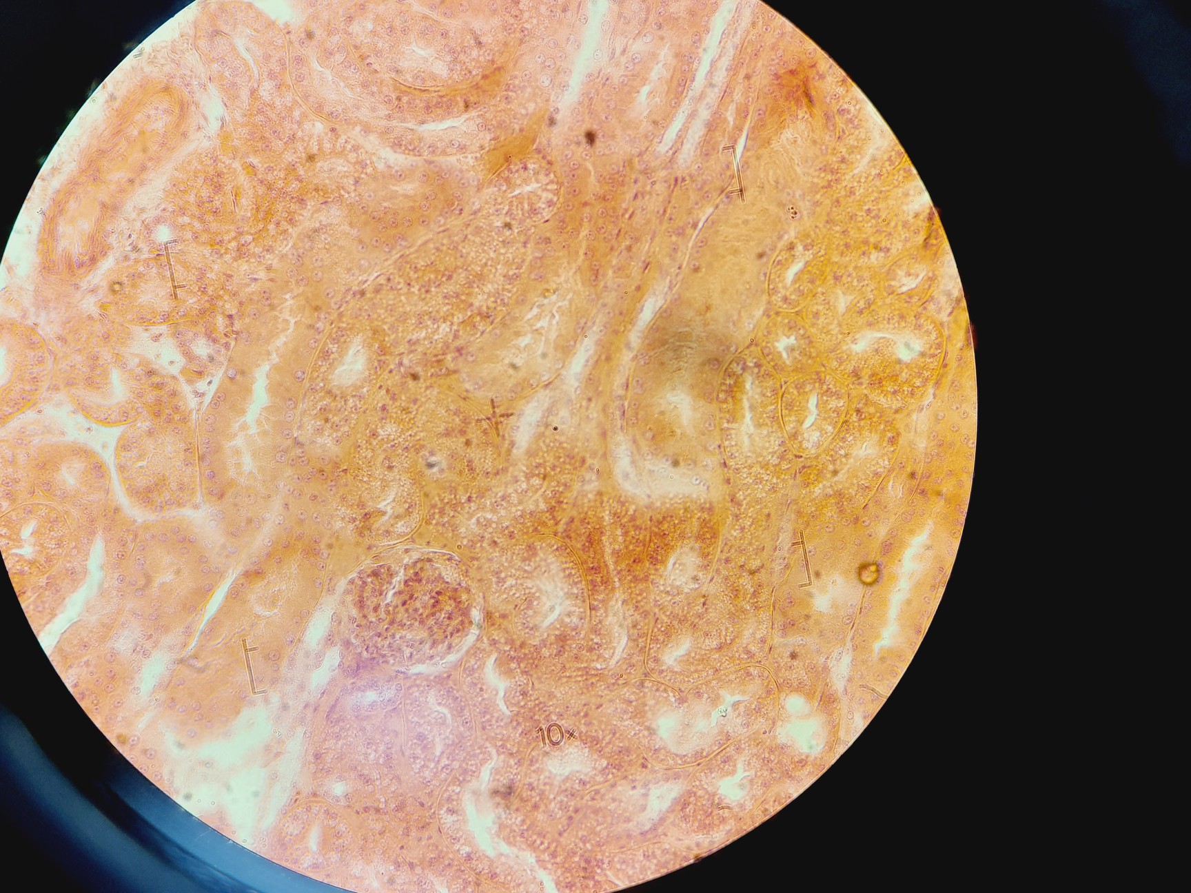 Image of Carl Zeiss Axioplan Microscope w/ 4 x Objectives 4x/10x/20x/40x Plan-NEOFLUAR 
