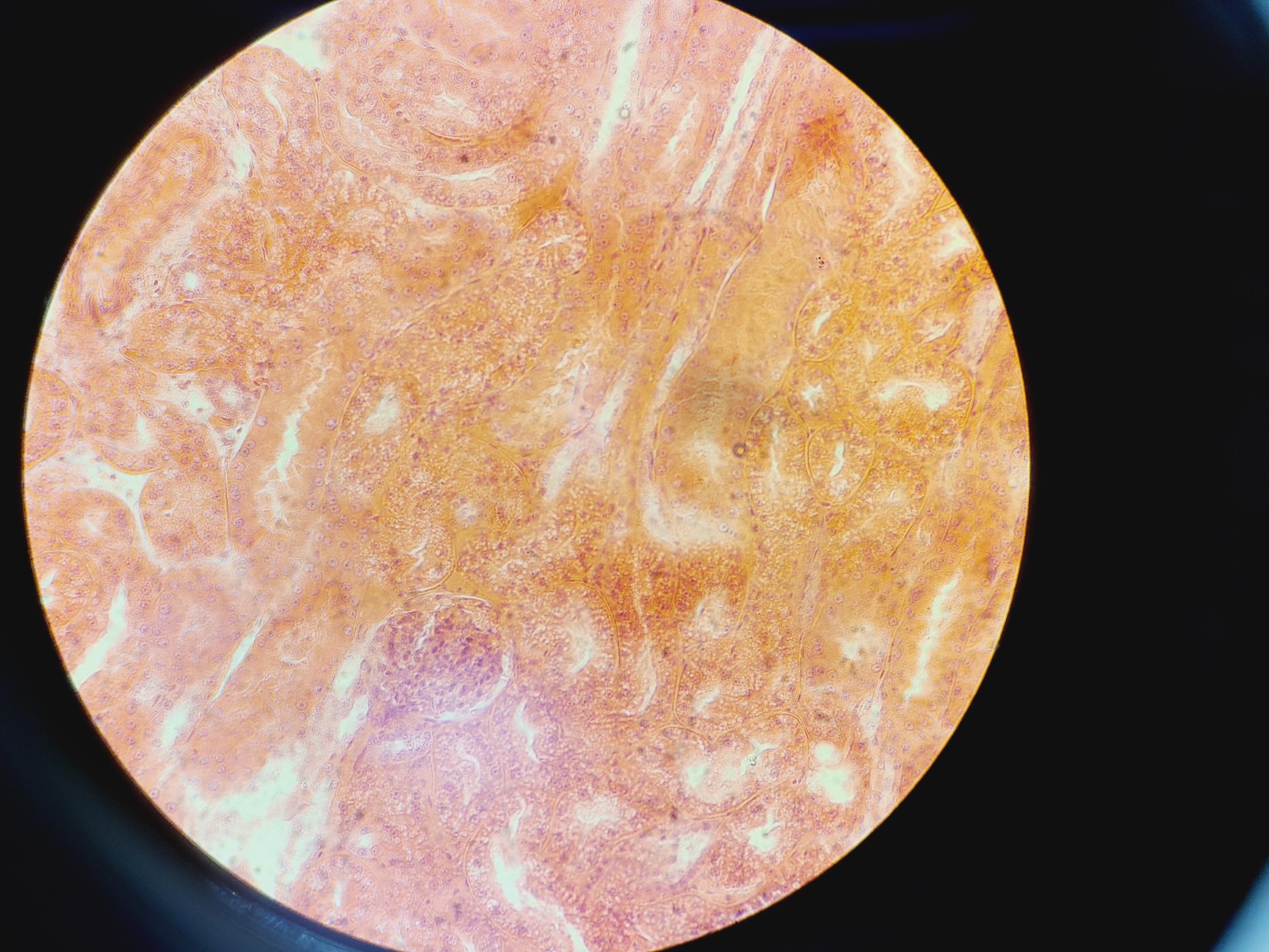 Image of Carl Zeiss Axioplan Microscope w/ 4 x Objectives 4x/10x/20x/40x Plan-NEOFLUAR 