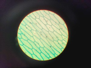 Thumbnail image of Carl Zeiss Standard 20 Compound Microscope W/ 4 x Objectives
