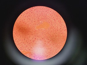 Thumbnail image of Leica 020-518.500 Compound Microscope