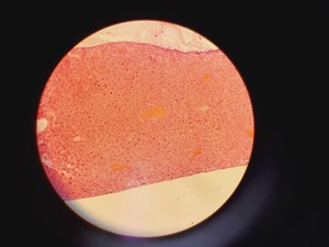 Thumbnail image of Leica 020-518.500 Compound Microscope