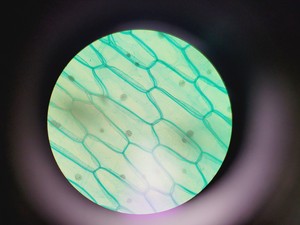 Thumbnail image of Leica 020-518.500 Compound Microscope
