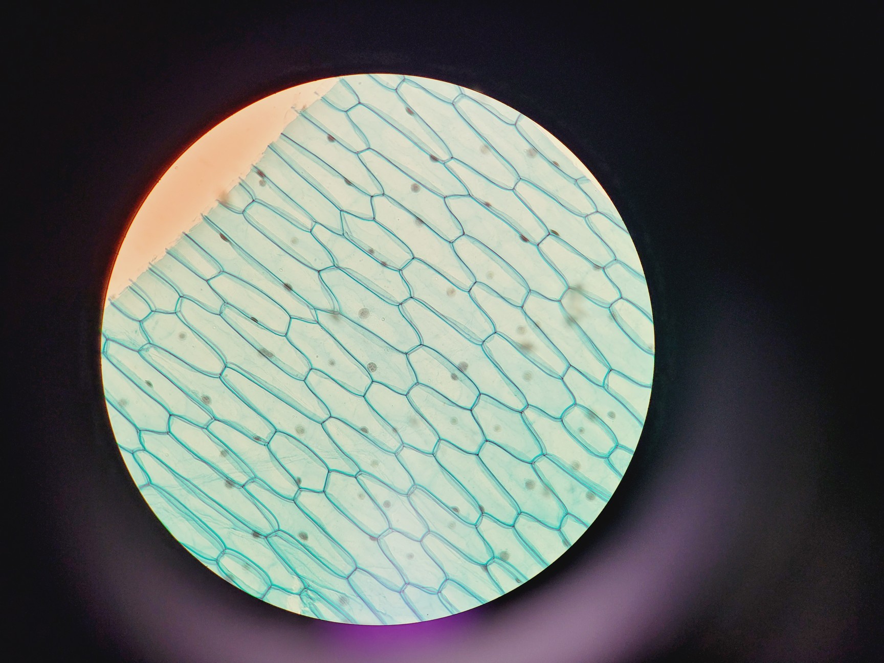 Image of Leica 020-518.500 Compound Microscope