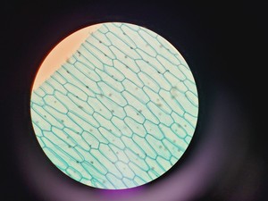 Thumbnail image of Leica 020-518.500 Compound Microscope