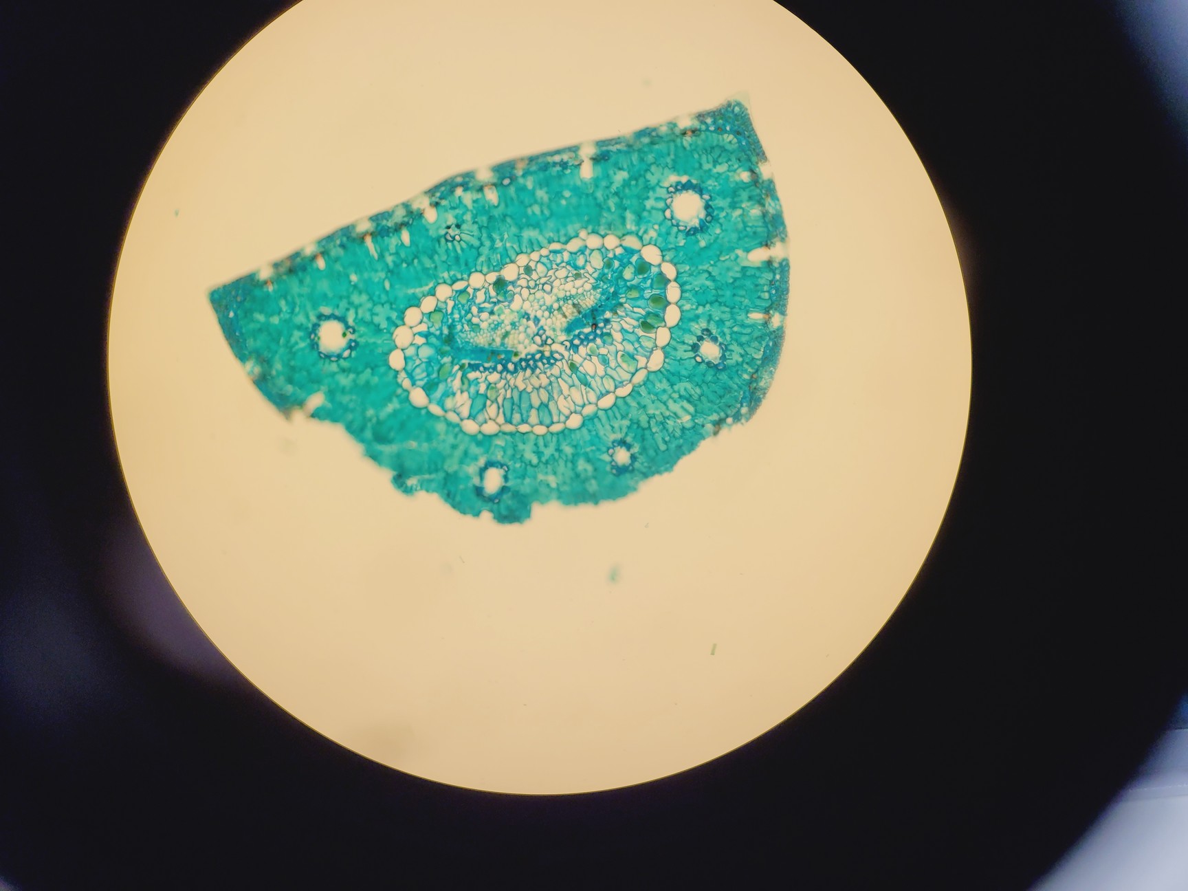 Image of Zeiss PALM Microbeam System With PC & Software