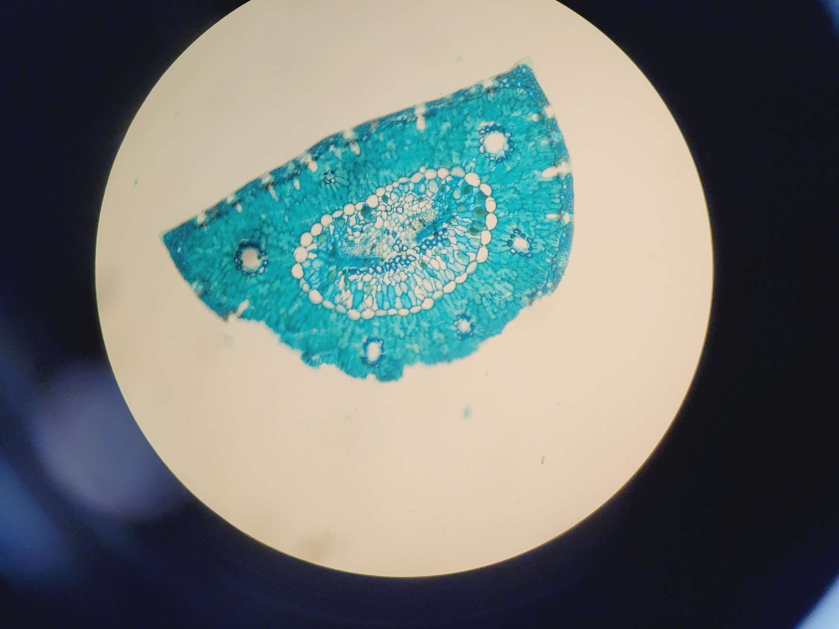 Image of Zeiss PALM Microbeam System With PC & Software