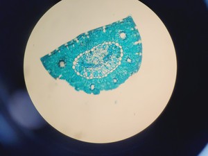 Thumbnail image of Zeiss PALM Microbeam System With PC & Software