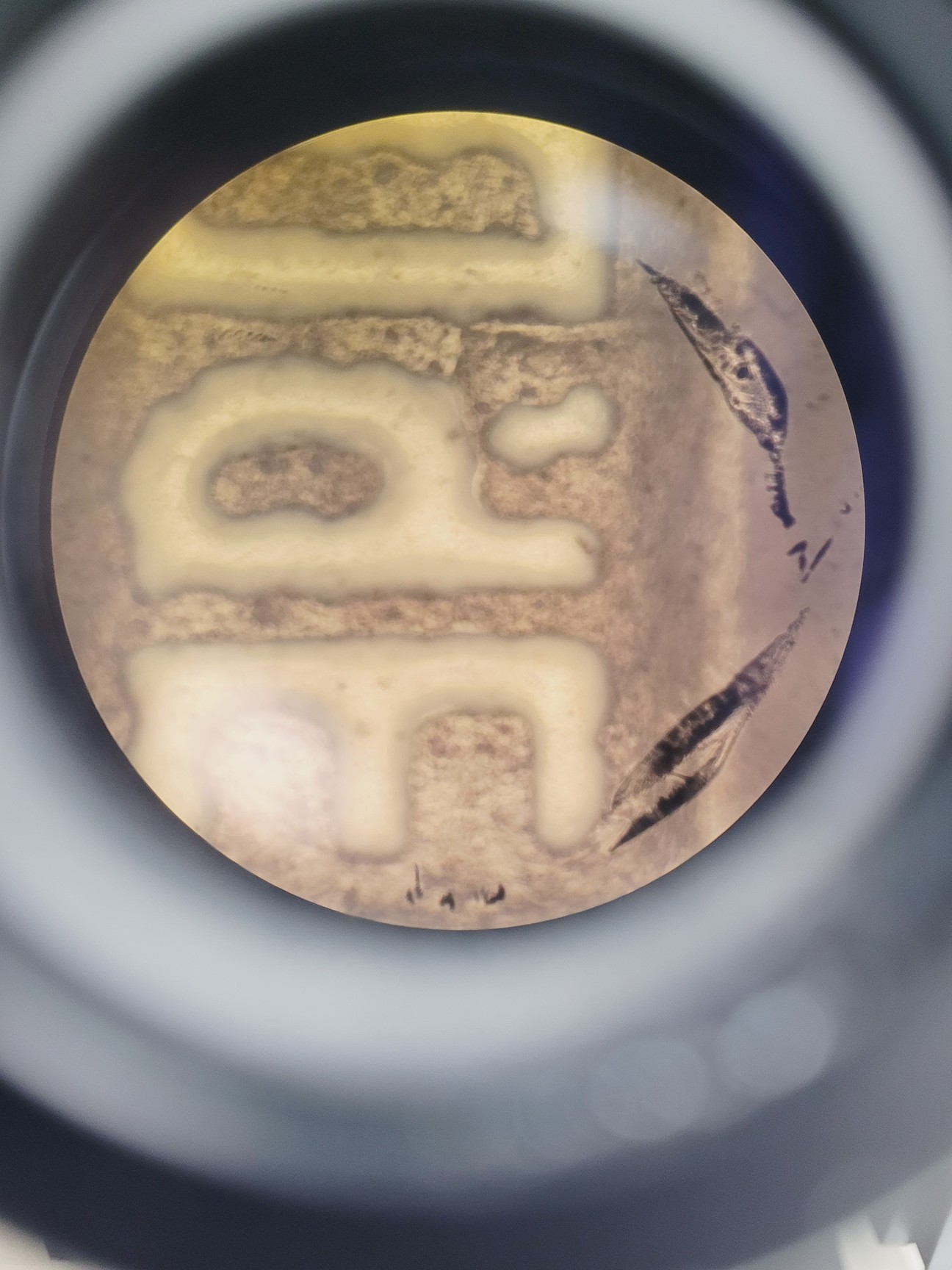 Image of KLA Tencor MicroXAM2 Interferometer