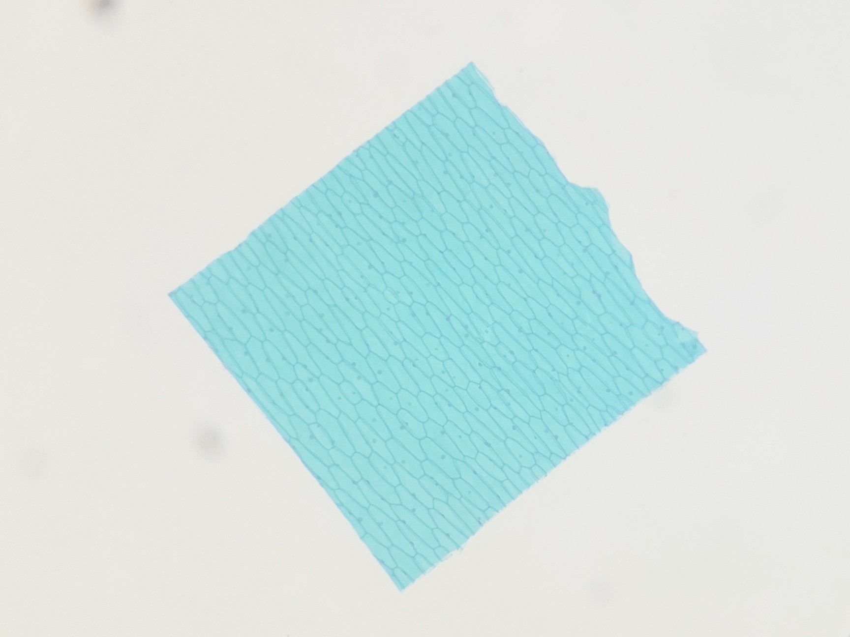 Image of Motic SMZ-168 Stereo Microscope Lab