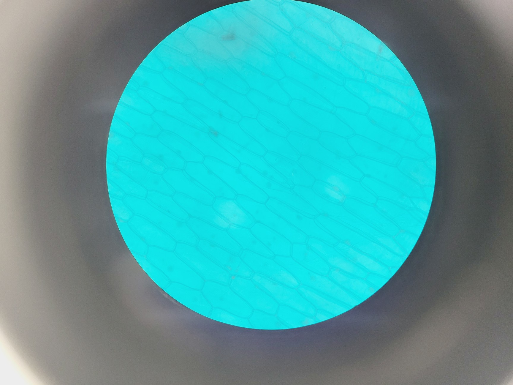 Image of HIPROVE XD-202 Inverted Biological Microscope w/ 4 x Objectives - Spares/Repair