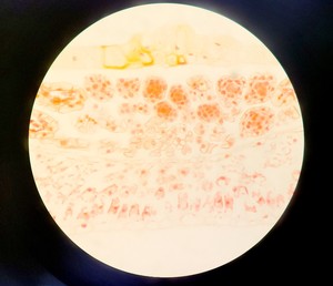 Thumbnail image of Motic BA310E Inverted Light Microscope w/ 4 x Objectives 4,10,40,100x Lab