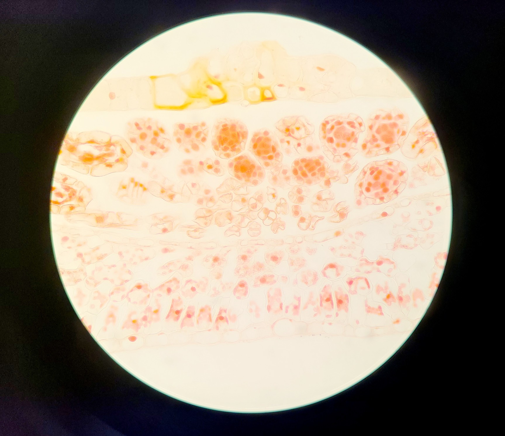 Image of Motic BA310E Inverted Light Microscope