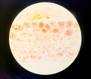 Thumbnail image of Motic BA310E Inverted Light Microscope
