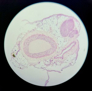 Thumbnail image of Leica DM750 Binocular Microscope