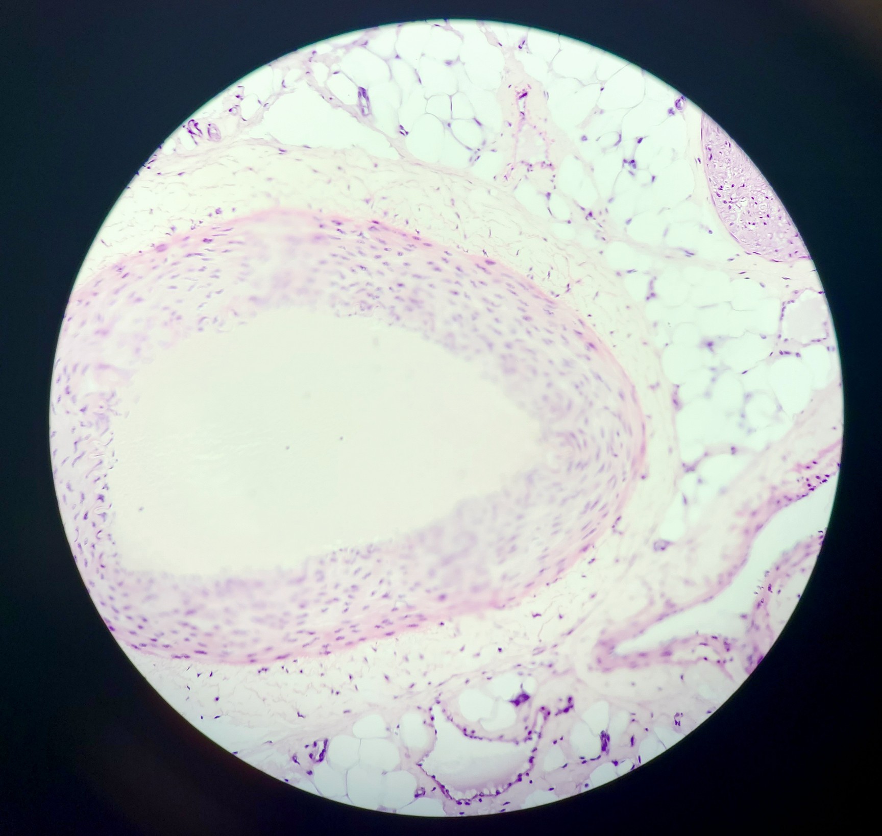 Image of Leica DM750 Binocular Microscope