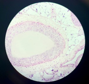 Thumbnail image of Leica DM750 Binocular Microscope