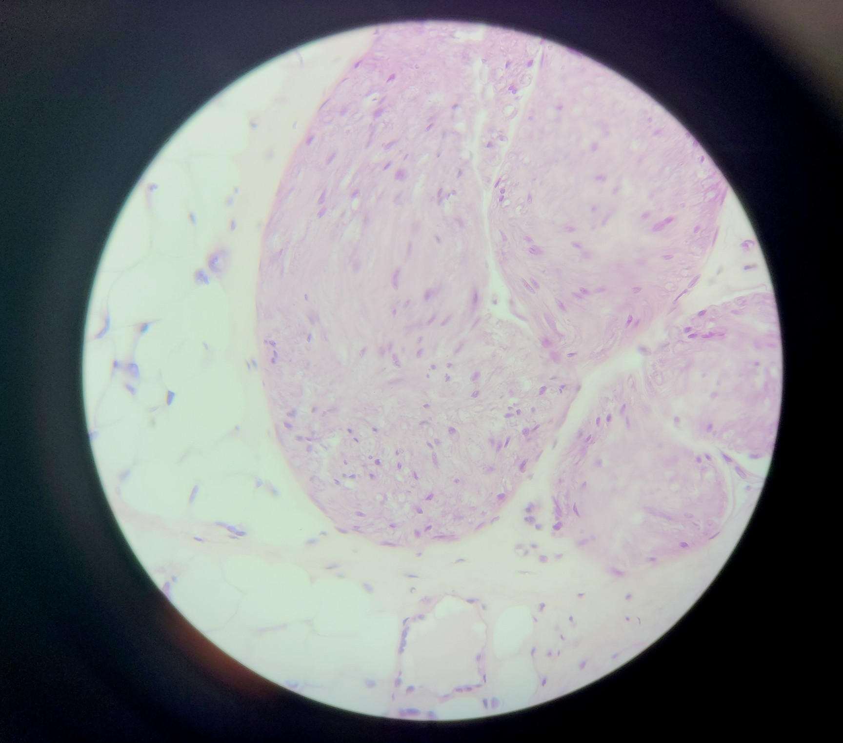 Image of Leica DM750 Binocular Microscope