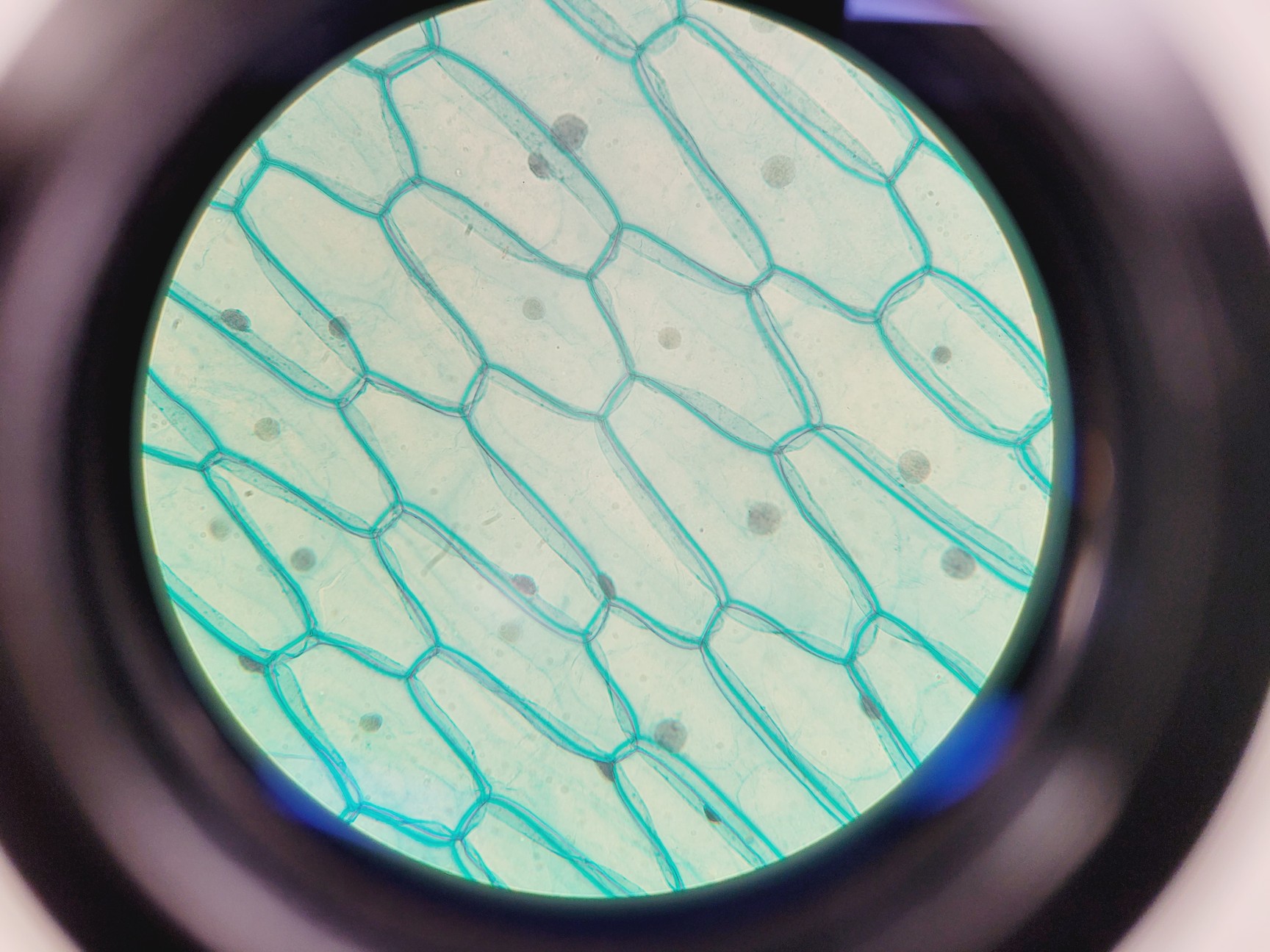 Image of Prior PX033 Compound Microscope W/ PaxCam EDU