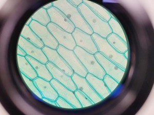 Thumbnail image of Prior PX033 Compound Microscope W/ PaxCam EDU