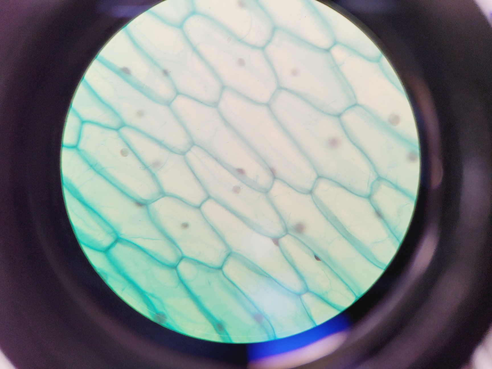 Image of Prior PX033 Compound Microscope W/ PaxCam EDU Lab