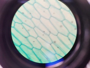 Thumbnail image of Prior PX033 Compound Microscope W/ PaxCam EDU Lab