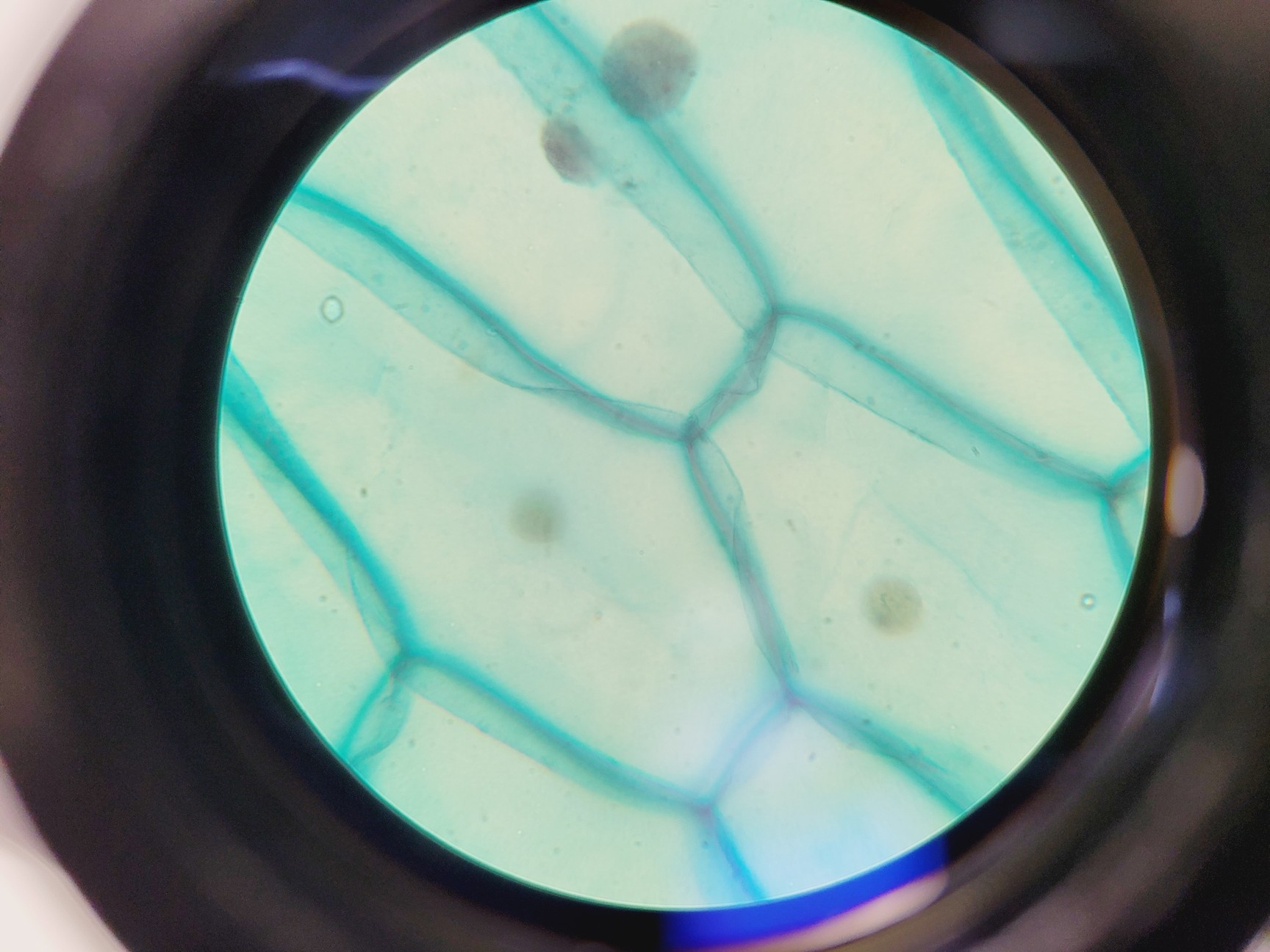 Image of Prior PX033 Compound Microscope W/ PaxCam EDU Lab