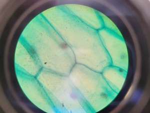 Thumbnail image of Prior PX033 Compound Microscope W/ PaxCam EDU