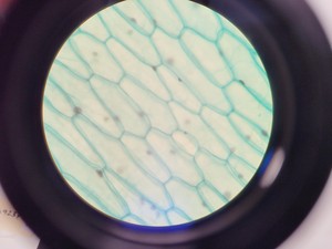 Thumbnail image of Prior PX033 Compound Microscope W/ PaxCam EDU