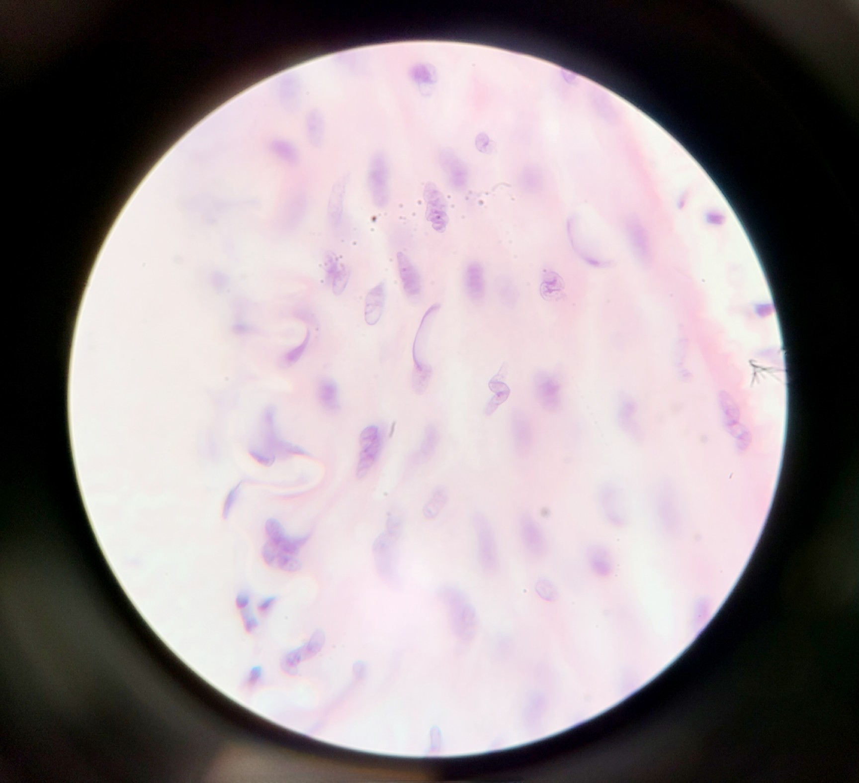 Image of Olympus BH-2 Compound Microscope w/ 5x Objectives DPlan SPlan A10PL Lab