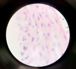 Thumbnail image of Olympus BH-2 Compound Microscope w/ 5x Objectives DPlan SPlan A10PL Lab