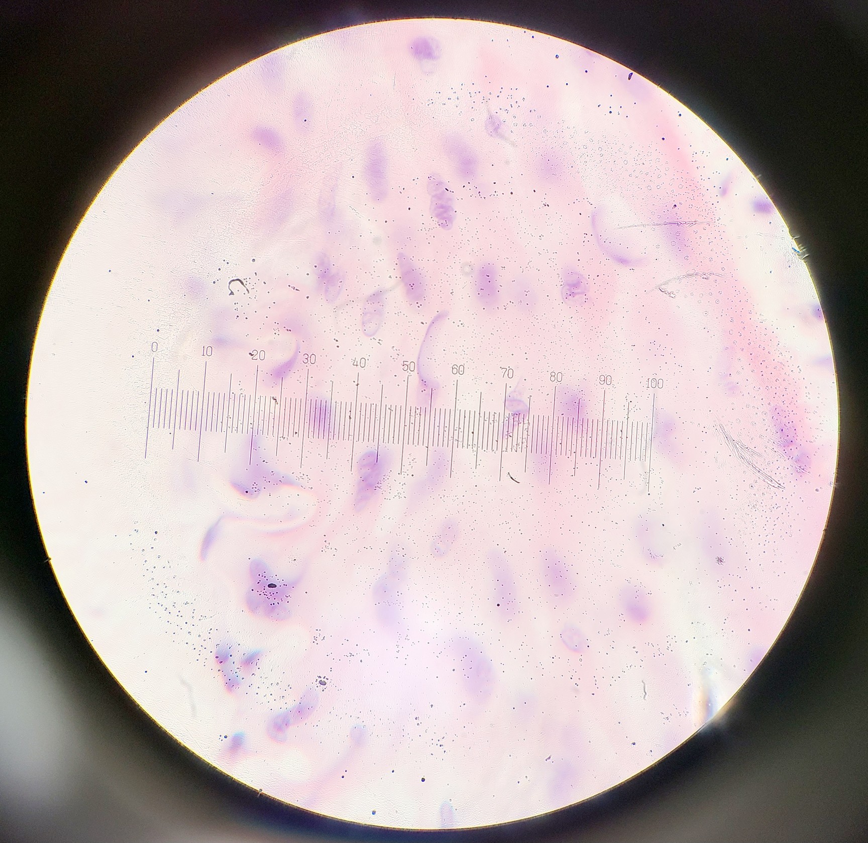 Image of Olympus BH-2 Compound Microscope w/ 5x Objectives DPlan SPlan A10PL Lab