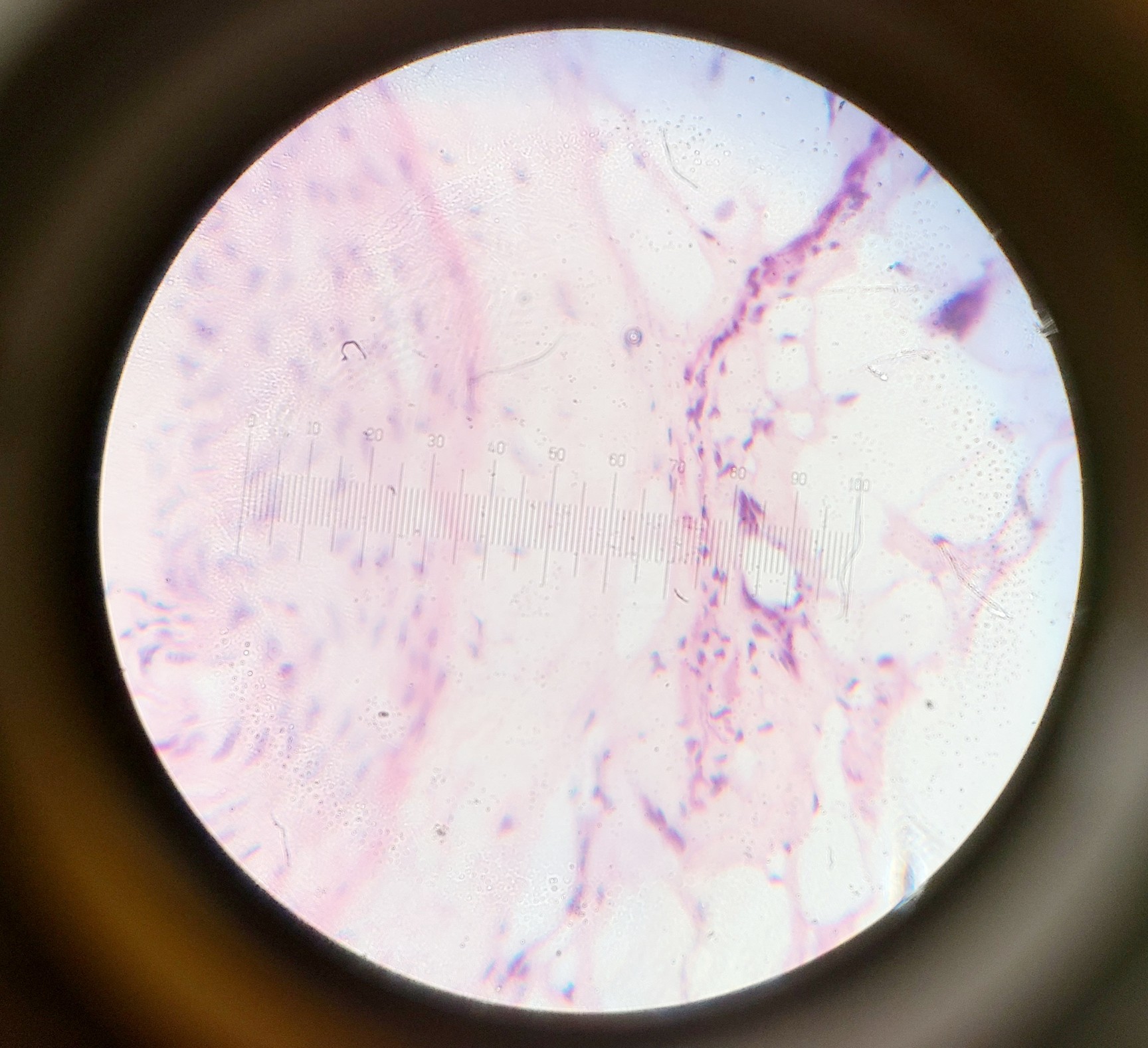 Image of Olympus BH-2 Compound Microscope w/ 5x Objectives DPlan SPlan A10PL Lab