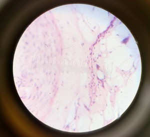 Thumbnail image of Olympus BH-2 Compound Microscope w/ 5x Objectives DPlan SPlan A10PL Lab